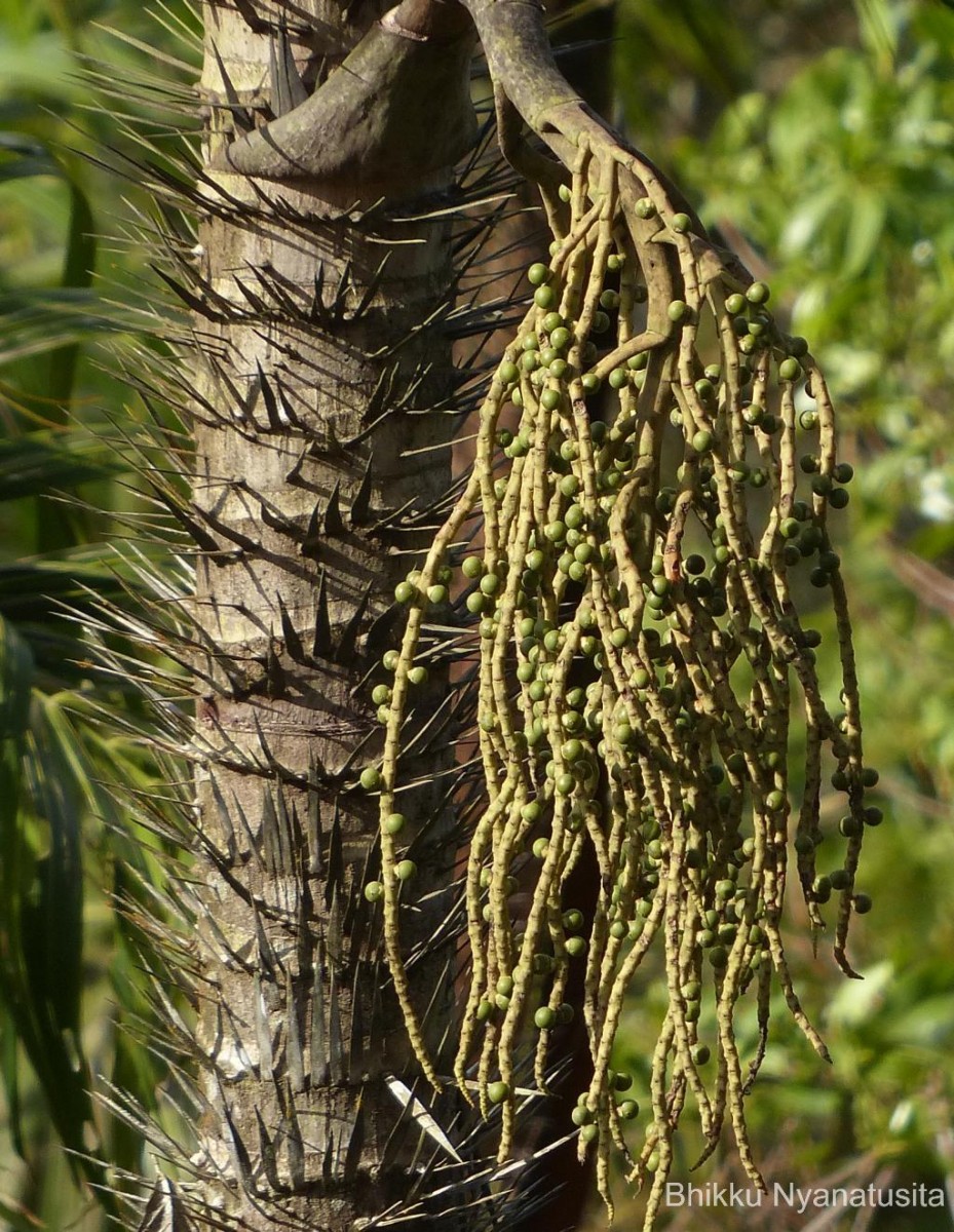 Oncosperma fasciculatum Thwaites